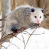 Opossum Animal paint by numbers