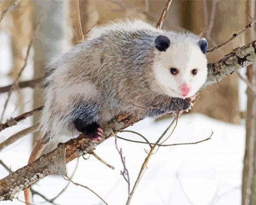 Opossum Animal paint by numbers
