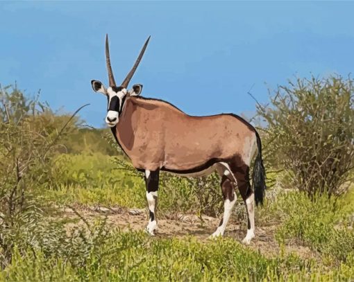 Oryx Animal paint by numbers