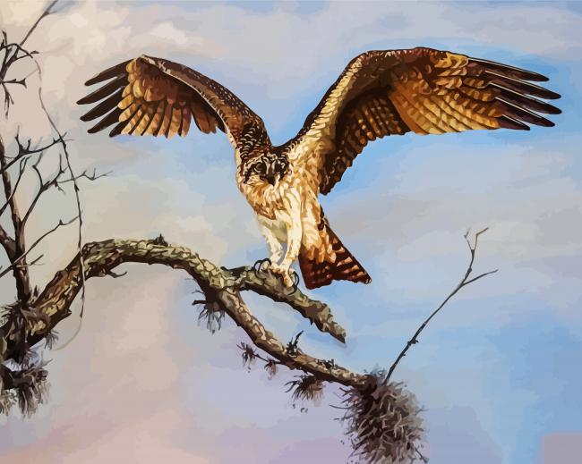 Osprey Bird on Stick paint by numbers