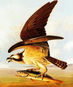 Osprey And Weakfish by John James Audubon paint by numbers