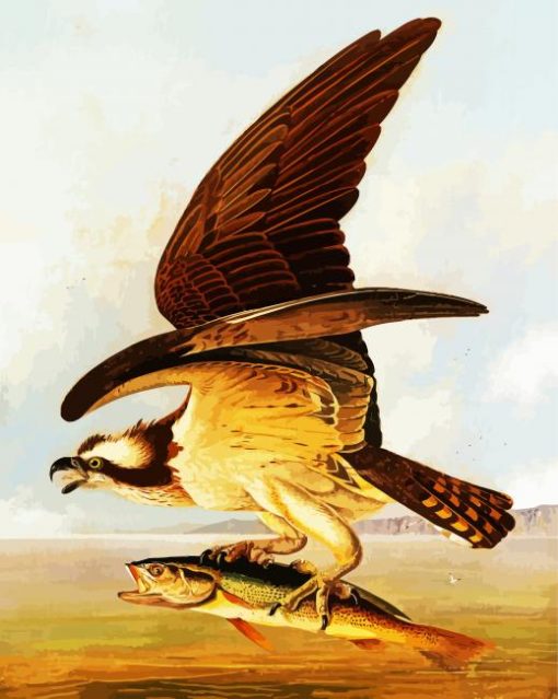Osprey And Weakfish by John James Audubon paint by numbers