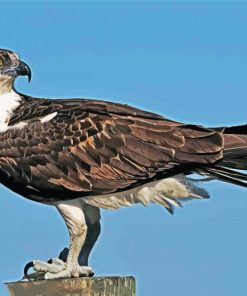 Osprey Bird Animal paint by numbers