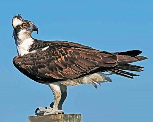 Osprey Bird Animal paint by numbers