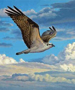 Osprey Bird Flying paint by numbers