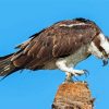 Osprey Bird paint by numbers