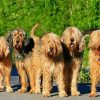 Otterhound paint by numbers