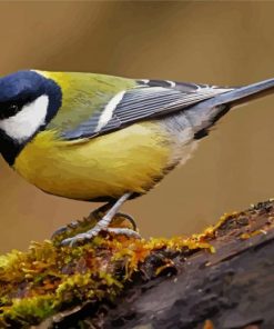 Parus Bird Paint By Number