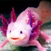 Pink Axolotl paint by numbers