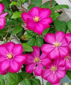 Pink Clematis Flowers paint by numbers