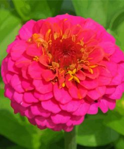 Pink Zinnia Paint By Number