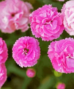 Pink Carnations Flowers paint by numbers