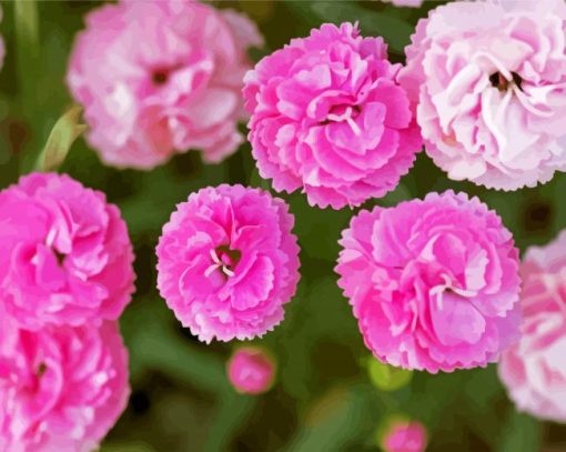 Pink Carnations Flowers paint by numbers