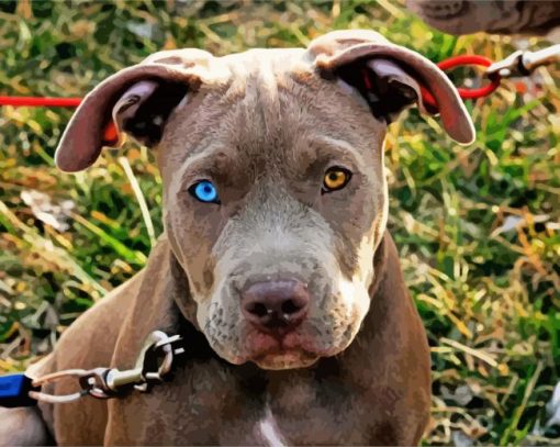 Pitbull With Unique Eyes Paint By Number