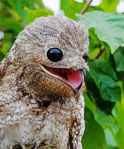 Potoo Bird paint by numbers