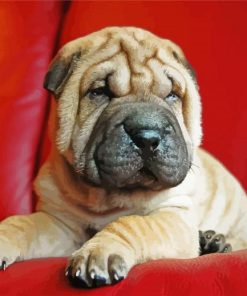 Puppy Sharpei Paint By Number