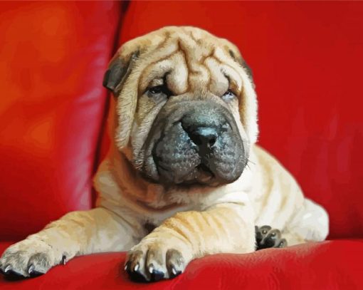 Puppy Sharpei Paint By Number