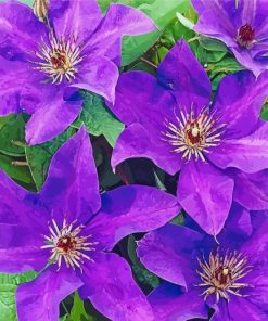 Purple Clematis Flowers paint by numbers