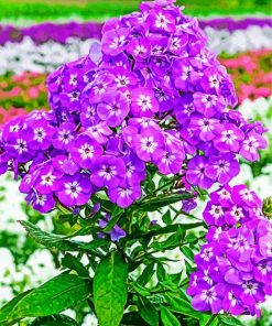 Purple Phlox Flowering Plant Paint By Number