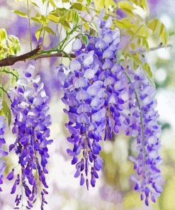 Purple Wisteria Flowers Paint By Number