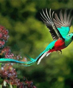 Quetzal Bird Flying Paint By Number