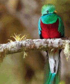 Quetzal Bird On A Branch Paint By Number