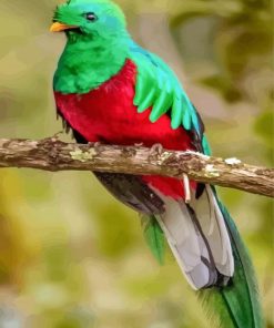 Colorful Quetzal Bird Paint By Number