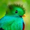 Quetzal Head Paint By Number