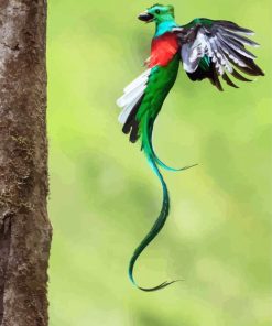 Quetzal Long Tailed Bird Flying paint by numbers