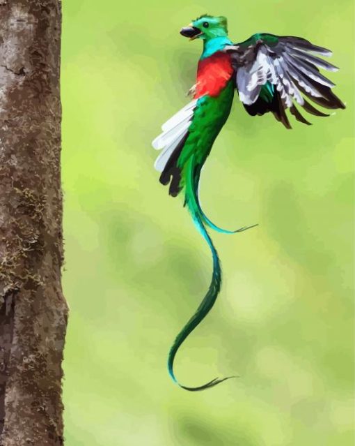 Quetzal Long Tailed Bird Flying paint by numbers