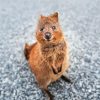 Quokka Animal Paint By Number