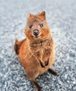 Quokka Animal Paint By Number