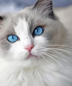 Ragdoll Cat paint by numbers