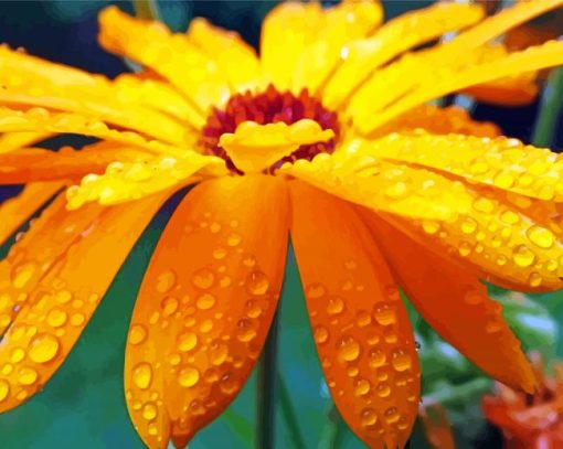 Raindrops on Flower paint by numbers