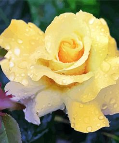 Raindrops Yellow Rose paint by numbers