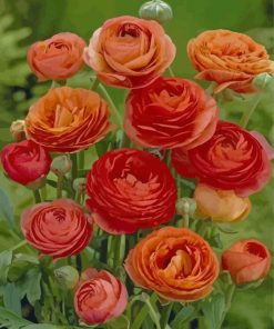 Red And Orange Ranunculus paint by numbers