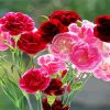 Red and Pink Carnations paint by numbers