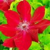 Red Clematis paint by numbers