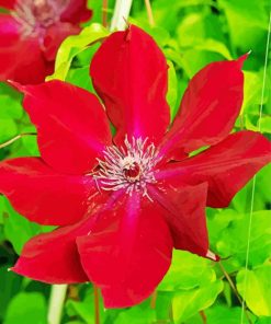Red Clematis paint by numbers