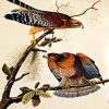 Red Shouldered Hawk by John James Audubon paint by numbers