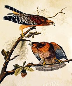 Red Shouldered Hawk by John James Audubon paint by numbers