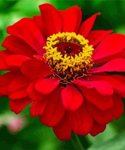 Red Zinnia Paint By Number