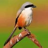 Red Backed Shrike paint by numbers