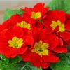 Red Primrose paint by numbers