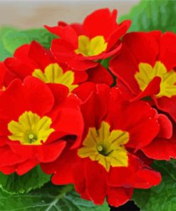 Red Primrose paint by numbers