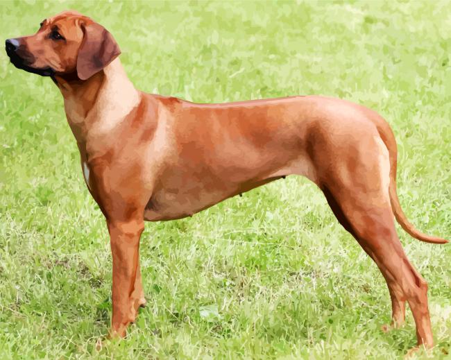 Rhodesian Dogs paint by numbers