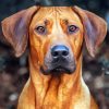 Ridgeback Dog Paint By Number