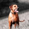 Ridgeback Dog paint by numbers