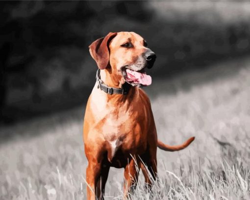 Ridgeback Dog paint by numbers