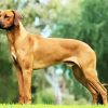 Ridgeback Dogs paint by numbers